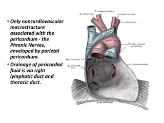 • Only noncardiovascular
macrostructure
associated with the
pericardium - the
Phrenic Nerves,
enveloped by parietal
pericardium.
• Drainage of pericardial
fluid is via right
lymphatic duct and
thoracic duct.
 