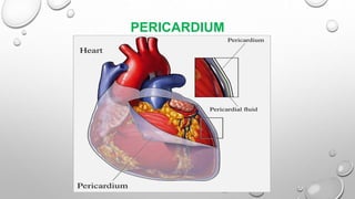 PERICARDIUM
 