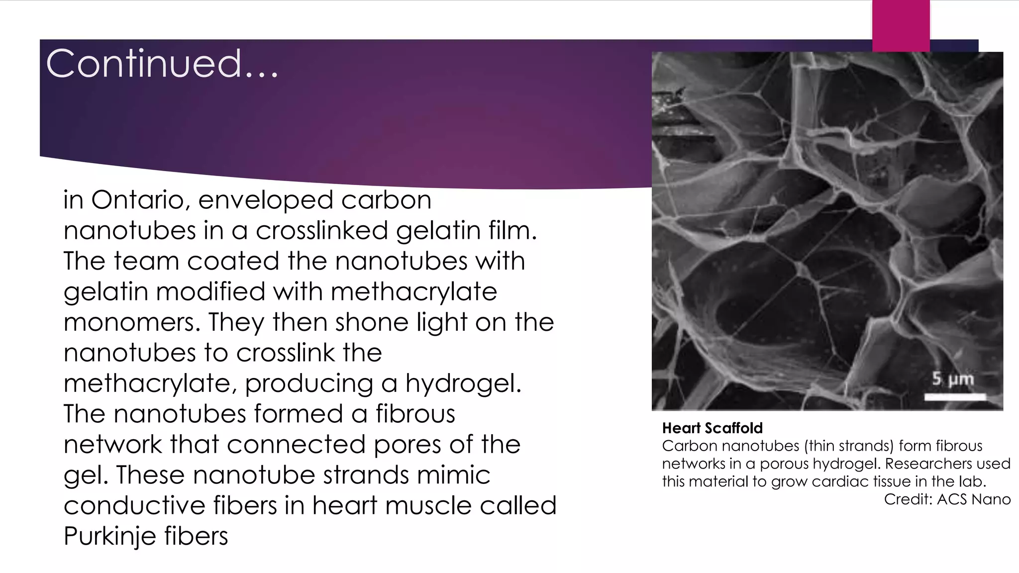 Continued…
in Ontario, enveloped carbon
nanotubes in a crosslinked gelatin film.
The team coated the nanotubes with
gelatin modified with methacrylate
monomers. They then shone light on the
nanotubes to crosslink the
methacrylate, producing a hydrogel.
The nanotubes formed a fibrous
network that connected pores of the
gel. These nanotube strands mimic
conductive fibers in heart muscle called
Purkinje fibers
Heart Scaffold
Carbon nanotubes (thin strands) form fibrous
networks in a porous hydrogel. Researchers used
this material to grow cardiac tissue in the lab.
Credit: ACS Nano
 