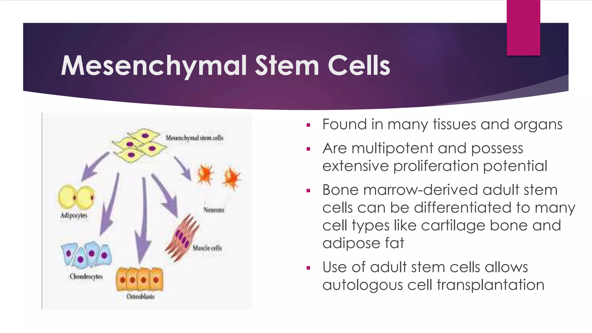 Mesenchymal Stem Cells
 Found in many tissues and organs
 Are multipotent and possess
extensive proliferation potential
 Bone marrow-derived adult stem
cells can be differentiated to many
cell types like cartilage bone and
adipose fat
 Use of adult stem cells allows
autologous cell transplantation
 