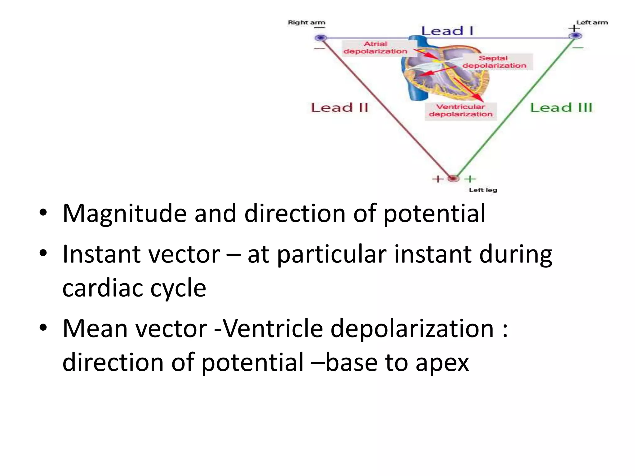 • Magnitude and direction of potential
• Instant vector – at particular instant during
cardiac cycle
• Mean vector -Ventricle depolarization :
direction of potential –base to apex
 