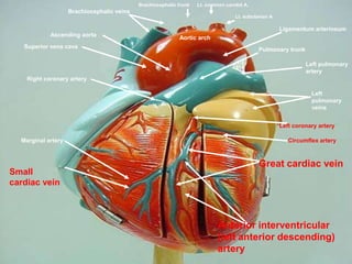 Brachiocephalic trunk

Lt. common carotid A.

Brachiocephalic veins
Lt. subclavian A.

Ligamentum arteriosum
Ascending aorta
Superior vena cava

Aortic arch
Pulmonary trunk
Left pulmonary
artery

Right coronary artery
Left
pulmonary
veins
Left coronary artery
Marginal artery

Small
cardiac vein

Circumflex artery

Great cardiac vein

Anterior interventricular
(left anterior descending)
artery

 