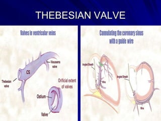 THEBESIAN VALVE
(1) absent, 14.7%;
(2) small and crescentric,
38%;
(3) large and covering the
entire orifice of the coronary
sinus, 30.7%;
(4) bars and bands, 5.3%;
(5) threads and networks,
5.3%;
(6) common Eustachian
and Thebesian valves,

 