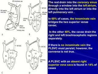 The rest drain into the coronary sinus
through a window into the left atrium,
directly into the left atrium or into the
left pulmonary vein .
In 60% of cases, the innominate vein
bridges the two superior venae
cavae;
In the other 40%, the cavae drain the
right and left brachiocephalic regions
separately.
If there is no innominate vein the
PLSVC must persist; however, the
converse is not true.

A PLSVC with an absent right
superior vena cava is found in 14% of
cases

 