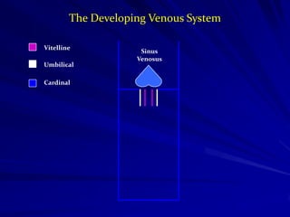 The Developing Venous System
Vitelline
Umbilical
Cardinal

Sinus
Venosus

 