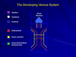 The Developing Venous System
Vitelline
Umbilical
Cardinal

Subcardinal

Supra cardinal

Supra-Subcardinal
Anastomosis

Sinus
Venosus

 