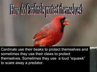 Cardinal Garrett | PPT
