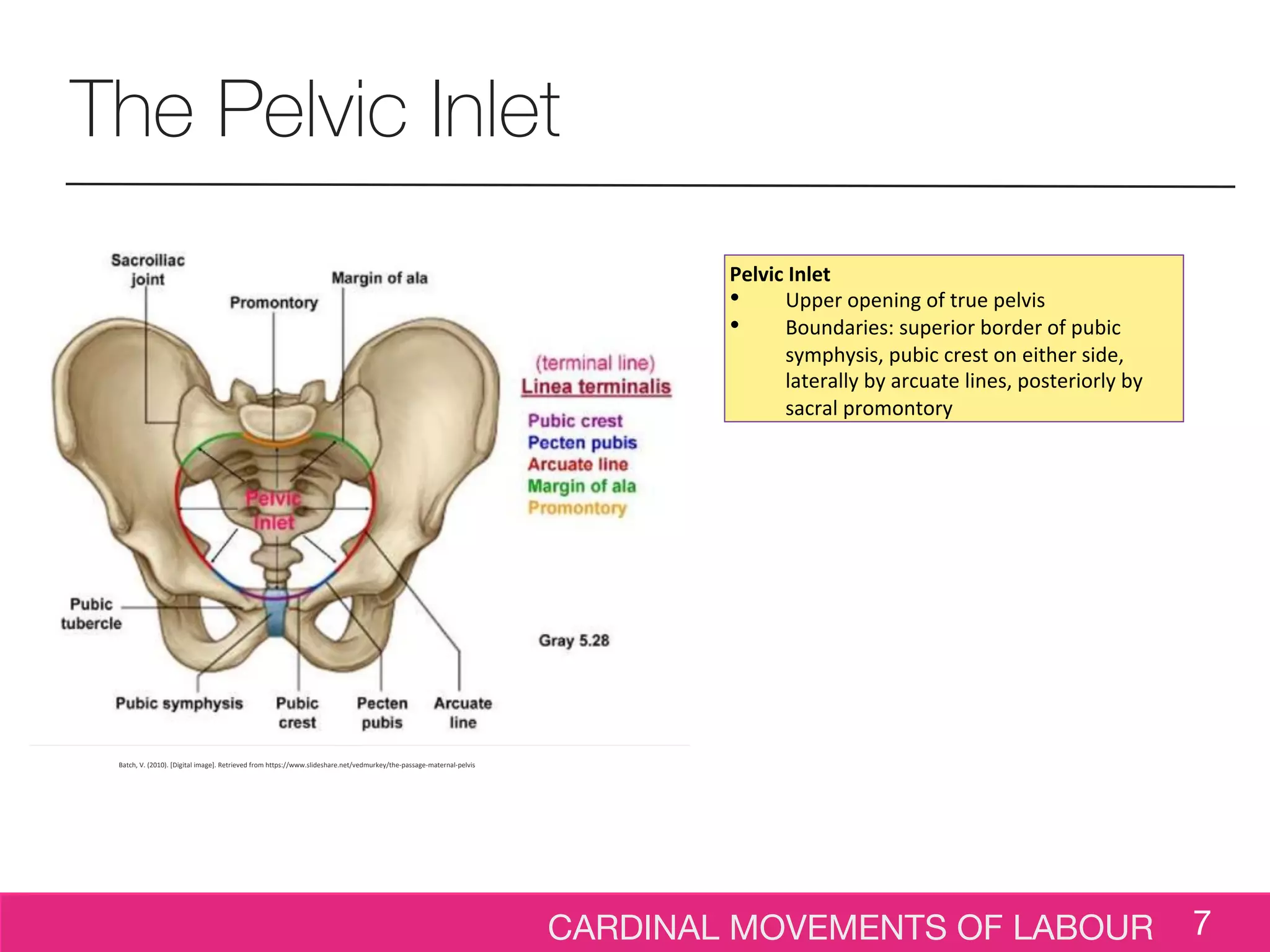 CARDINAL MOVEMENTS OF LABOUR 7
The Pelvic Inlet
Pelvic Inlet
• Upper opening of true pelvis
• Boundaries: superior border of pubic
symphysis, pubic crest on either side,
laterally by arcuate lines, posteriorly by
sacral promontory
Batch, V. (2010). [Digital image]. Retrieved from https://www.slideshare.net/vedmurkey/the-passage-maternal-pelvis
 