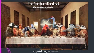 TheNorthernCardinal
Cardinalis cardinalis
A Ryan Long PRODUCTION
 