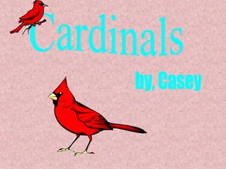 Cardinals by, Casey 