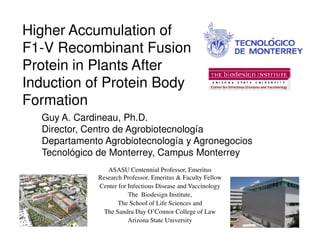Guy A. Cardineau, Ph.D.
Higher Accumulation of
F1-V Recombinant Fusion
Protein in Plants After
Induction of Protein Body
Formation
Director, Centro de Agrobiotecnología
Departamento Agrobiotecnología y Agronegocios
Tecnológico de Monterrey, Campus Monterrey
ASASU Centennial Professor, Emeritus
Research Professor, Emeritus & Faculty Fellow
Center for Infectious Disease and Vaccinology
The Biodesign Institute,
The School of Life Sciences and
The Sandra Day O’Connor College of Law
Arizona State University
 