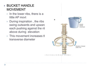 Cardio pulmonary anatomy basics for physical therapy ppt | PPT