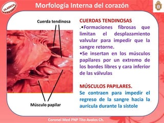 Coronel Med PNP Tito Avalos Ch.
Morfología Interna del corazón
Músculo papilar
Cuerda tendinosa CUERDAS TENDINOSAS
.•Formaciones fibrosas que
limitan el desplazamiento
valvular para impedir que la
sangre retorne.
•Se insertan en los músculos
papilares por un extremo de
los bordes libres y cara inferior
de las válvulas
MÚSCULOS PAPILARES.
Se contraen para impedir el
regreso de la sangre hacia la
aurícula durante la sístole
 