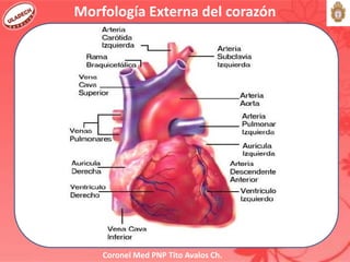 Coronel Med PNP Tito Avalos Ch.
Morfología Externa del corazón
 