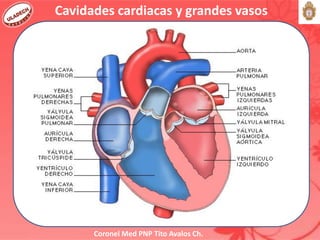Coronel Med PNP Tito Avalos Ch.
Cavidades cardiacas y grandes vasos
 