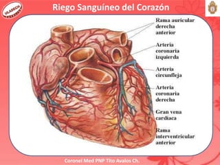 Coronel Med PNP Tito Avalos Ch.
Riego Sanguíneo del Corazón
 