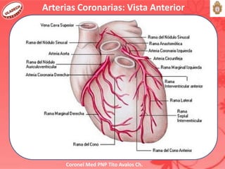 Coronel Med PNP Tito Avalos Ch.
Arterias Coronarias: Vista Anterior
 