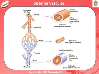 Coronel Med PNP Tito Avalos Ch.
Sistema Vascular
 