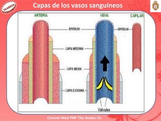 Coronel Med PNP Tito Avalos Ch.
Capas de los vasos sanguíneos
 
