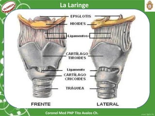 Coronel Med PNP Tito Avalos Ch.
La Laringe
 