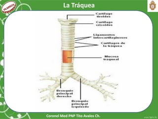 Coronel Med PNP Tito Avalos Ch.
La Tráquea
 