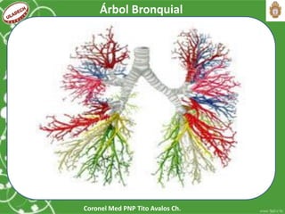 Coronel Med PNP Tito Avalos Ch.
Árbol Bronquial
 