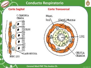 Coronel Med PNP Tito Avalos Ch.
Conducto Respiratorio
Corte Sagital Corte Transversal
 