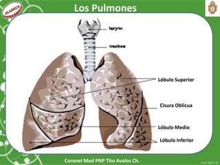 Coronel Med PNP Tito Avalos Ch.
Lóbulo Superior
Cisura Oblicua
Lóbulo Medio
Lóbulo Inferior
Los Pulmones
 