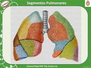 Coronel Med PNP Tito Avalos Ch.
Segmentos Pulmonares
 