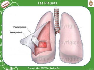 Coronel Med PNP Tito Avalos Ch.
Las Pleuras
 