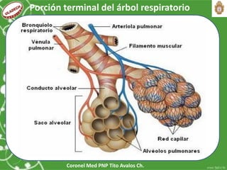 Coronel Med PNP Tito Avalos Ch.
Porción terminal del árbol respiratorio
 