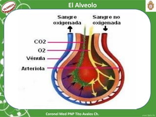 Coronel Med PNP Tito Avalos Ch.
El Alveolo
 