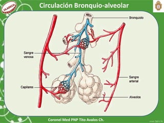 Coronel Med PNP Tito Avalos Ch.
Circulación Bronquio-alveolar
 