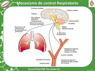 Coronel Med PNP Tito Avalos Ch.
Mecanismo de control Respiratorio
 