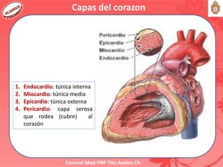 Coronel Med PNP Tito Avalos Ch.
Capas del corazon
1. Endocardio: túnica interna
2. Miocardio: túnica media
3. Epicardio: túnica externa
4. Pericardio: capa serosa
que rodea (cubre) al
corazón
 