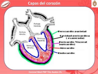 Coronel Med PNP Tito Avalos Ch.
Capas del corazón
 