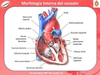 Coronel Med PNP Tito Avalos Ch.
Morfología Interna del corazón
 