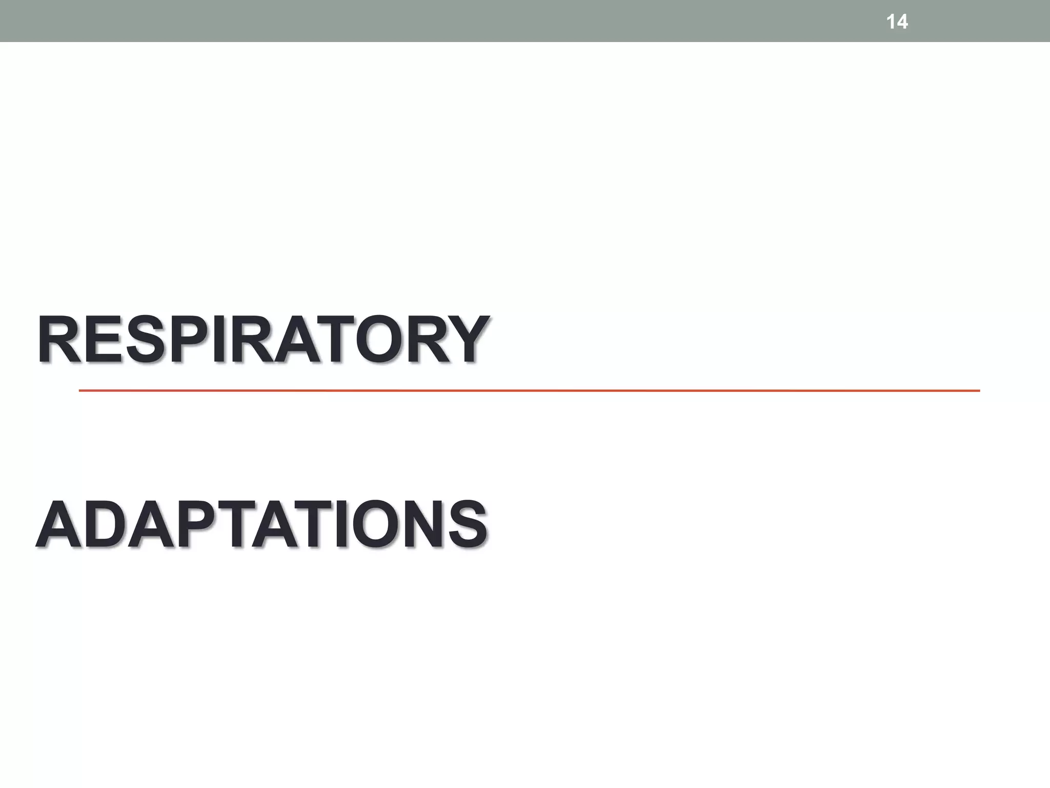 Survival Secrets:  The Amazing Respiratory Adaptations Of Crayfish - 7o7w3as