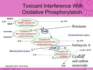 Toxicant Interference With
Oxidative Phosphorylation
Rotenone
X
Antimycin A
X
Cyanide
and carbon
monoxide
X
9
 