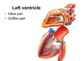 Cardio vascular 2 | PPT