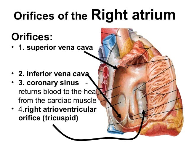 Cardio vascular 202[1]