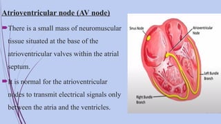 Av Node Definition ANATOMY AND PHYSIOLOGY OF CARDIO- VASCULAR SYSTEM.pptx