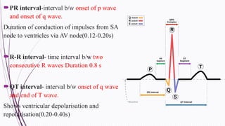 Two Consecutive R Waves ANATOMY AND PHYSIOLOGY OF CARDIO- VASCULAR SYSTEM.pptx