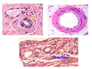 histology of Cardio vascular system 1 | PDF