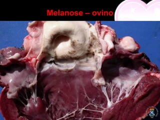 Melanose – ovino
 