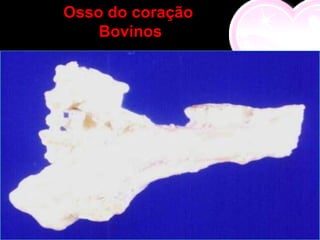 Osso do coração
    Bovinos
 