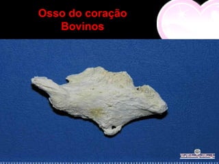 Osso do coração
   Bovinos
 