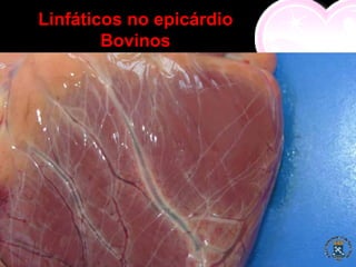 Linfáticos no epicárdio
        Bovinos
 