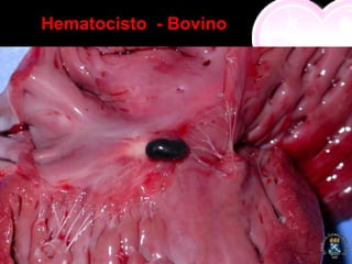 Hematocisto - Bovino
 