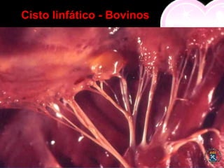 Cisto linfático - Bovinos
 